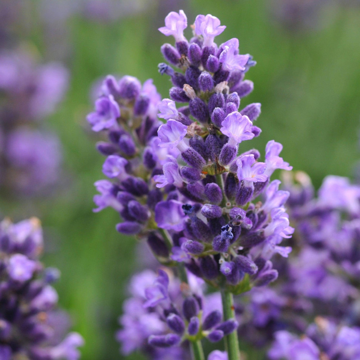 G6692 Lavandula Angustifolia 'superblue' - View 31 from www redcrocus com