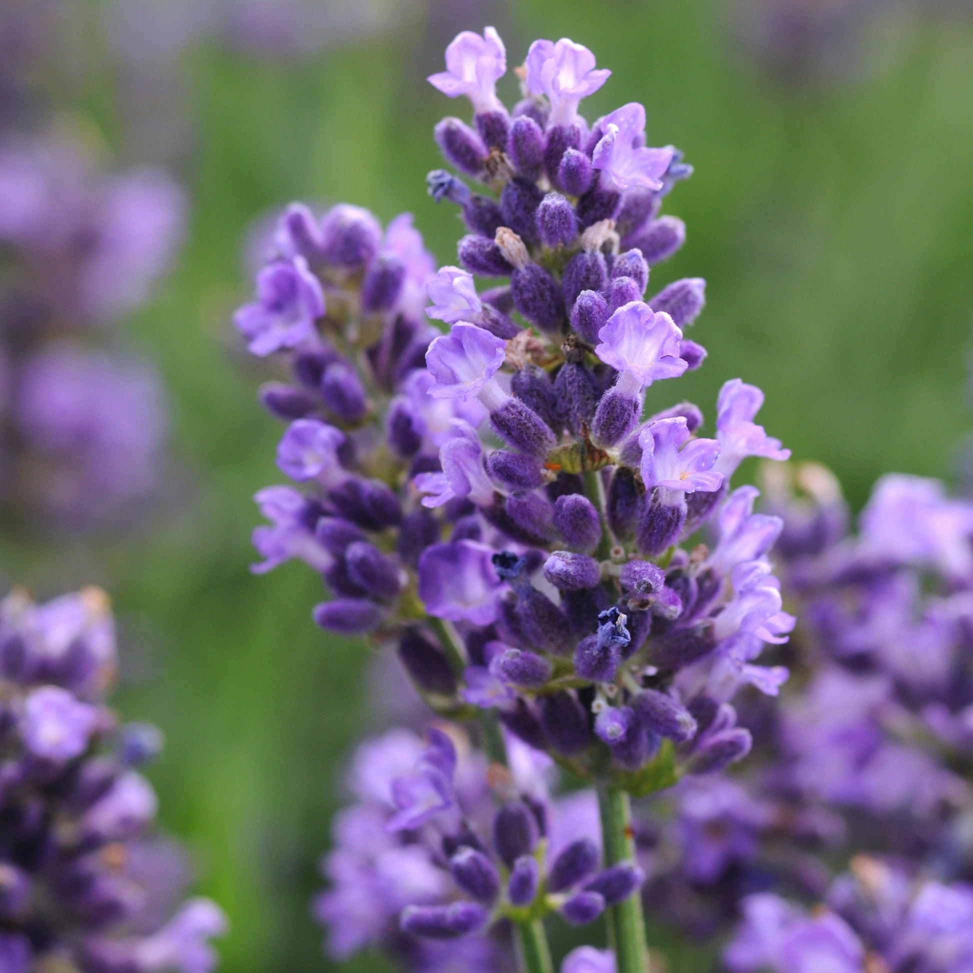 G6692 Lavandula Angustifolia 'superblue' - View 31 from www redcrocus com