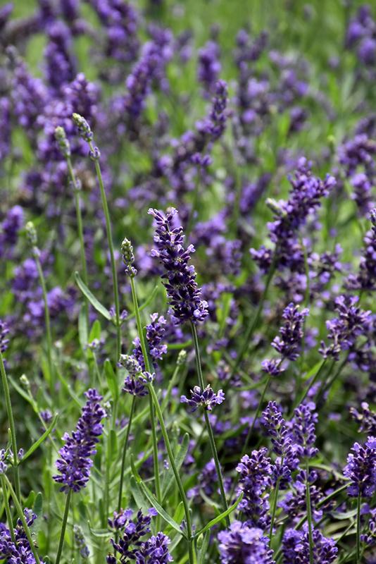 G6692 Lavandula Angustifolia 'superblue' - View 33 from www redcrocus com