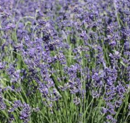 G6692 Lavandula Angustifolia 'superblue' - View 34 from www redcrocus com