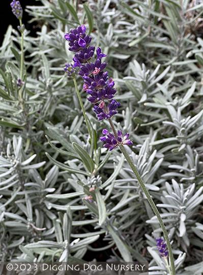 G6692 Lavandula Angustifolia 'superblue' - View 36 from www redcrocus com