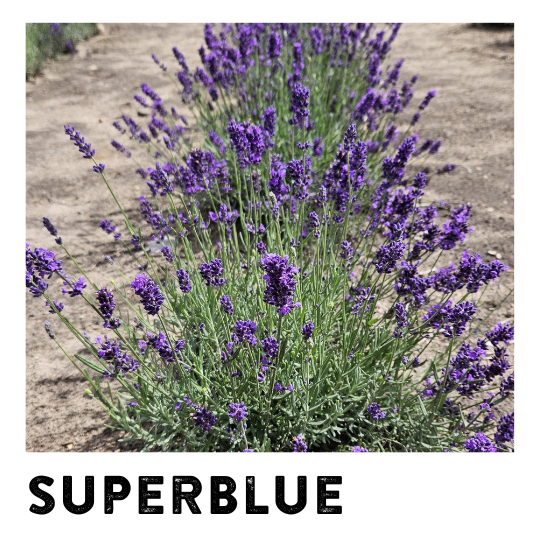 G6692 Lavandula Angustifolia 'superblue' - View 37 from www redcrocus com