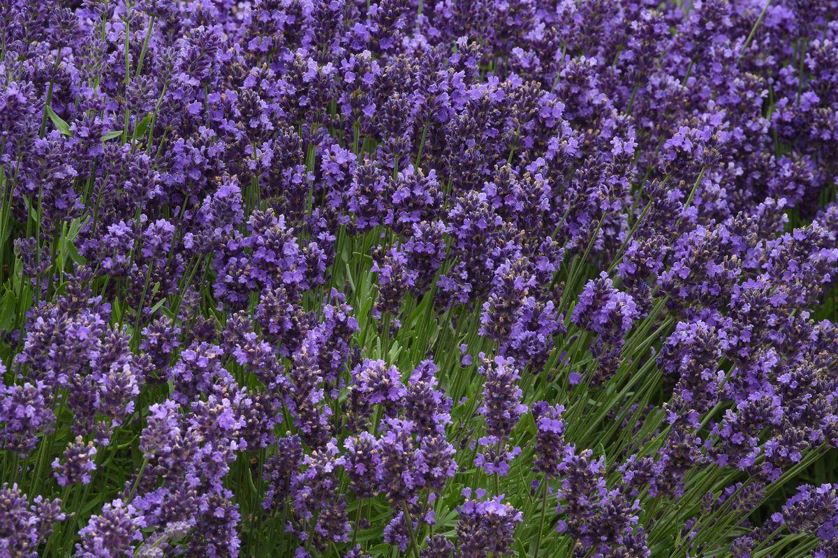 G6692 Lavandula Angustifolia 'superblue' - View 38 from www redcrocus com