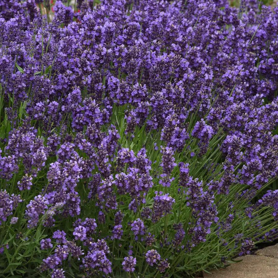 G6692 Lavandula Angustifolia 'superblue' - View 39 from www redcrocus com