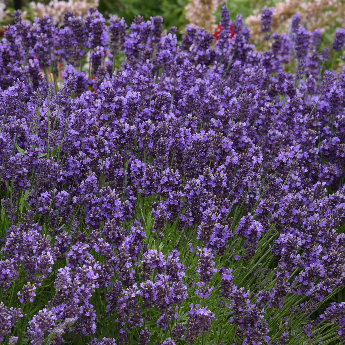 G6692 Lavandula Angustifolia 'superblue' - View 40 from www redcrocus com