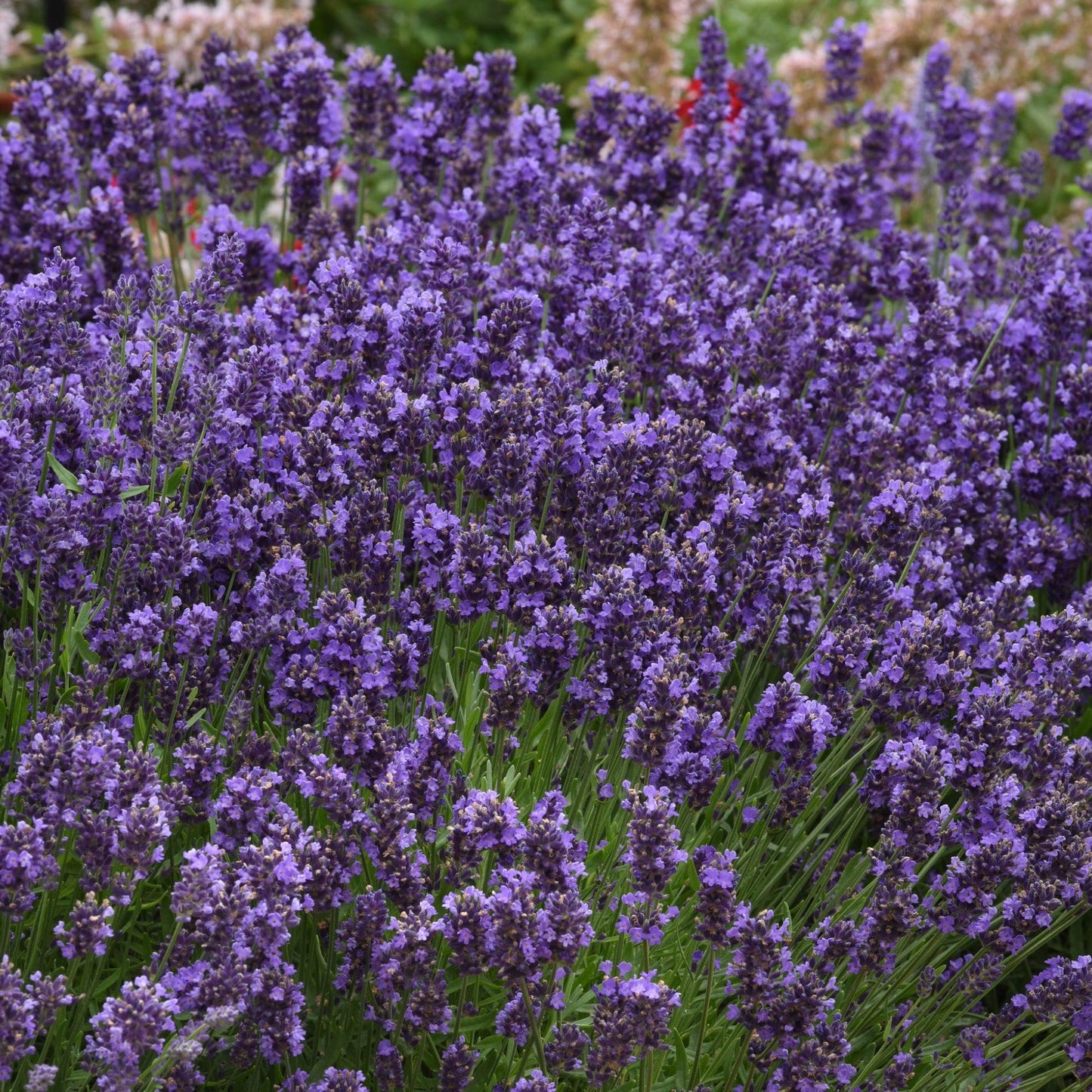 G6692 Lavandula Angustifolia 'superblue' - View 40 from www redcrocus com