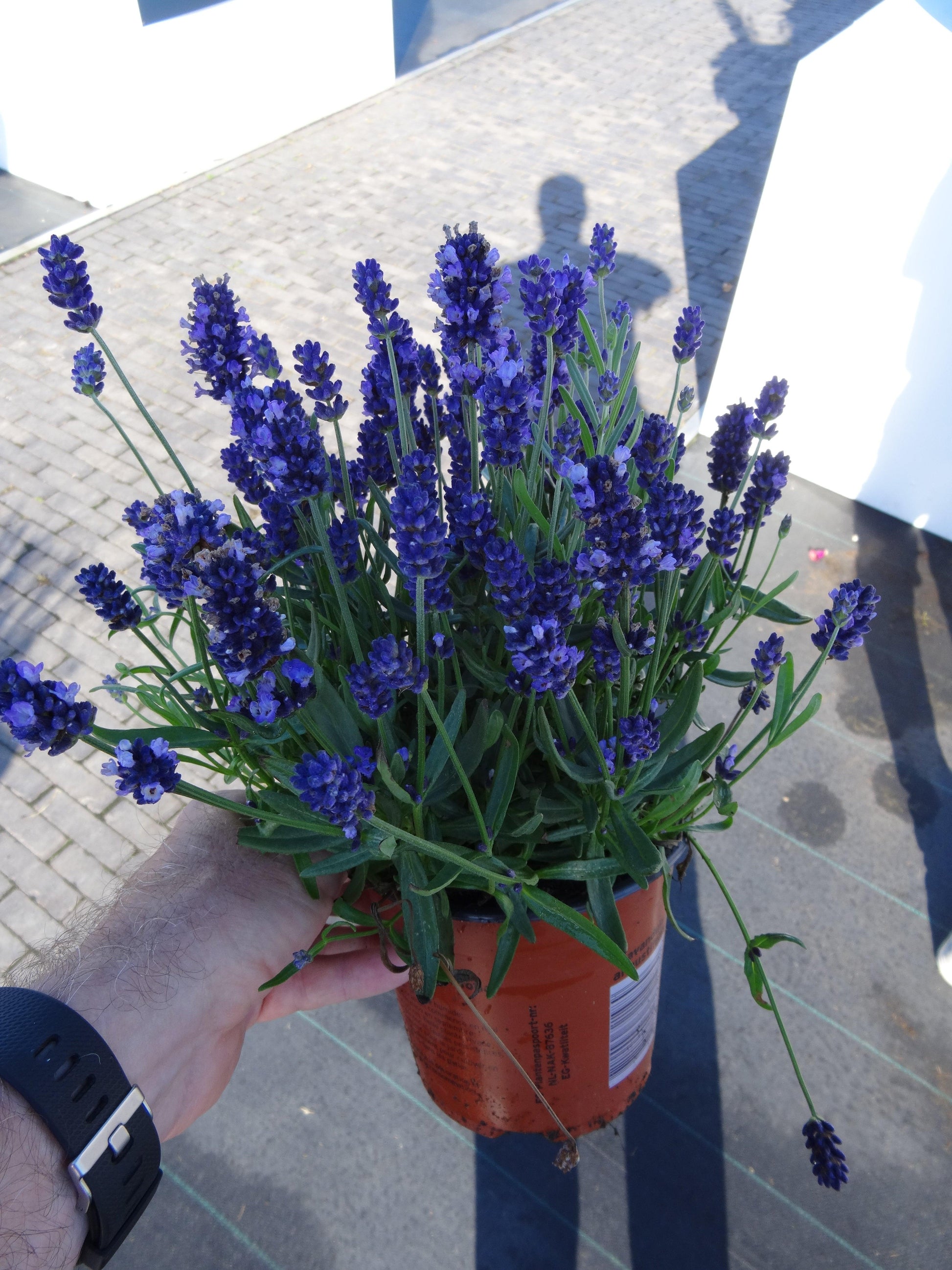 G6692 Lavandula Angustifolia 'superblue' - View 8 from www redcrocus com