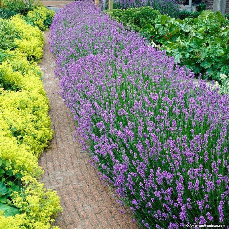 G6692 Lavandula Angustifolia 'superblue' - View 9 from www redcrocus com