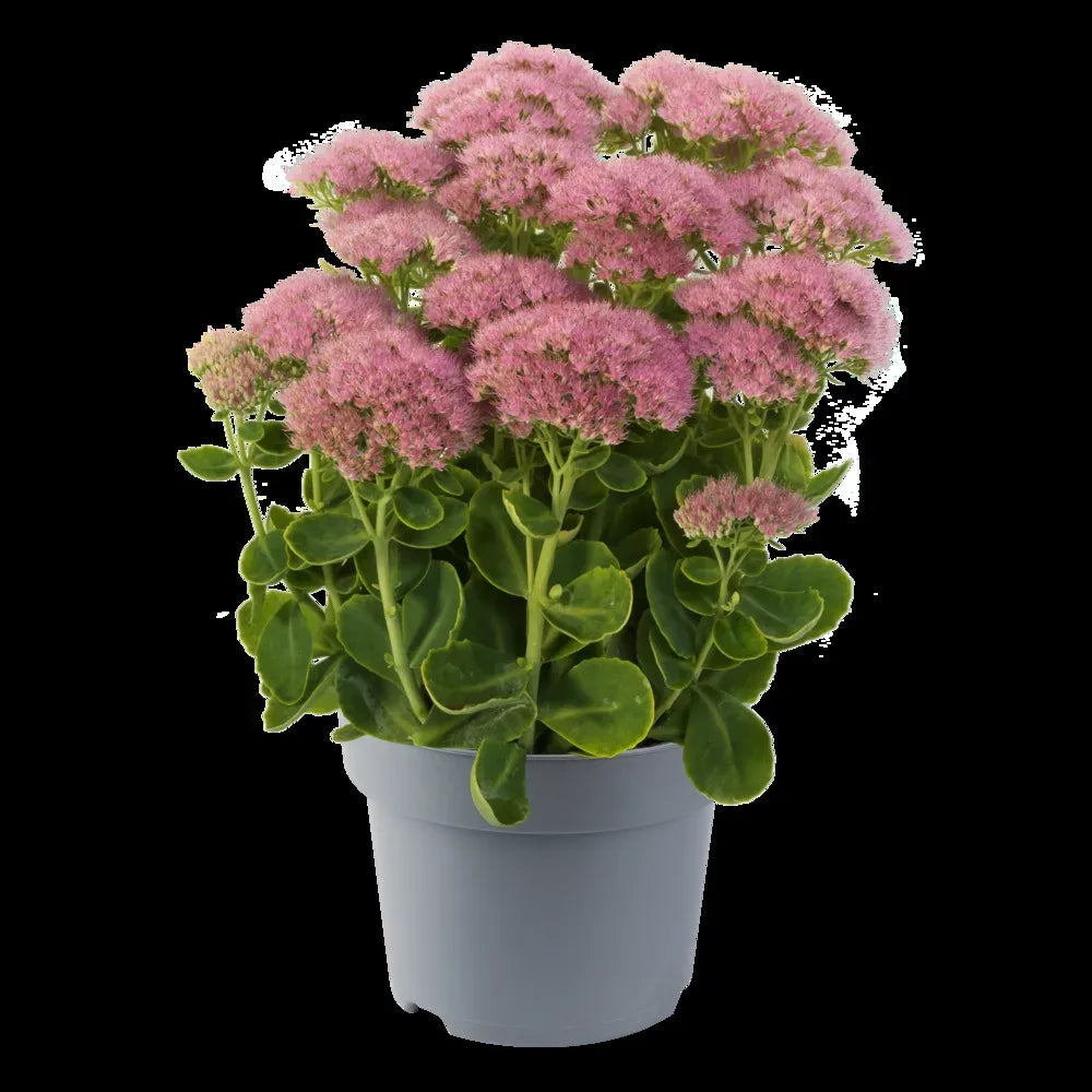 G6694 Sedum Spectabile 'spectacular' - View 11 from www redcrocus com