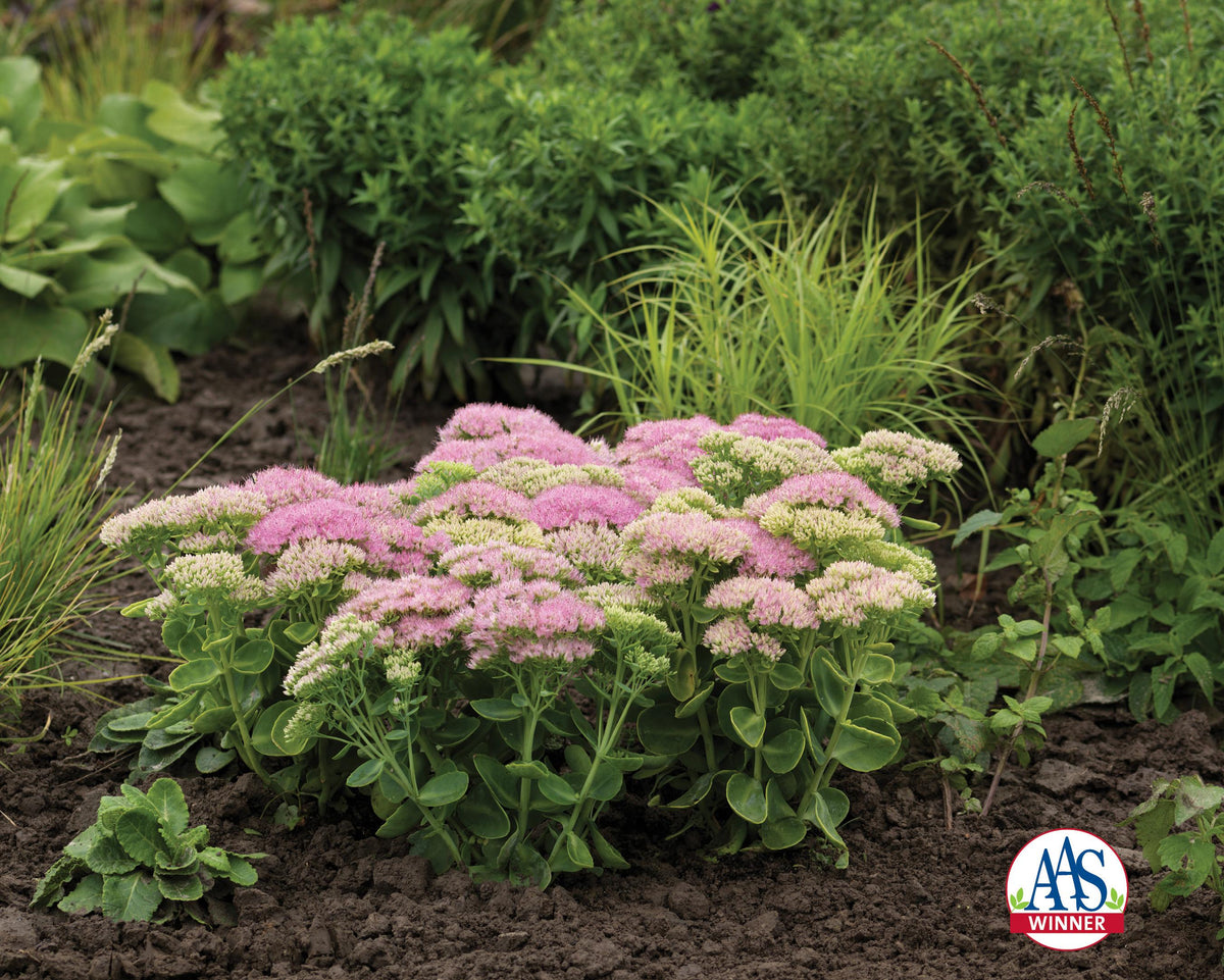 G6694 Sedum Spectabile 'spectacular' - View 13 from www redcrocus com