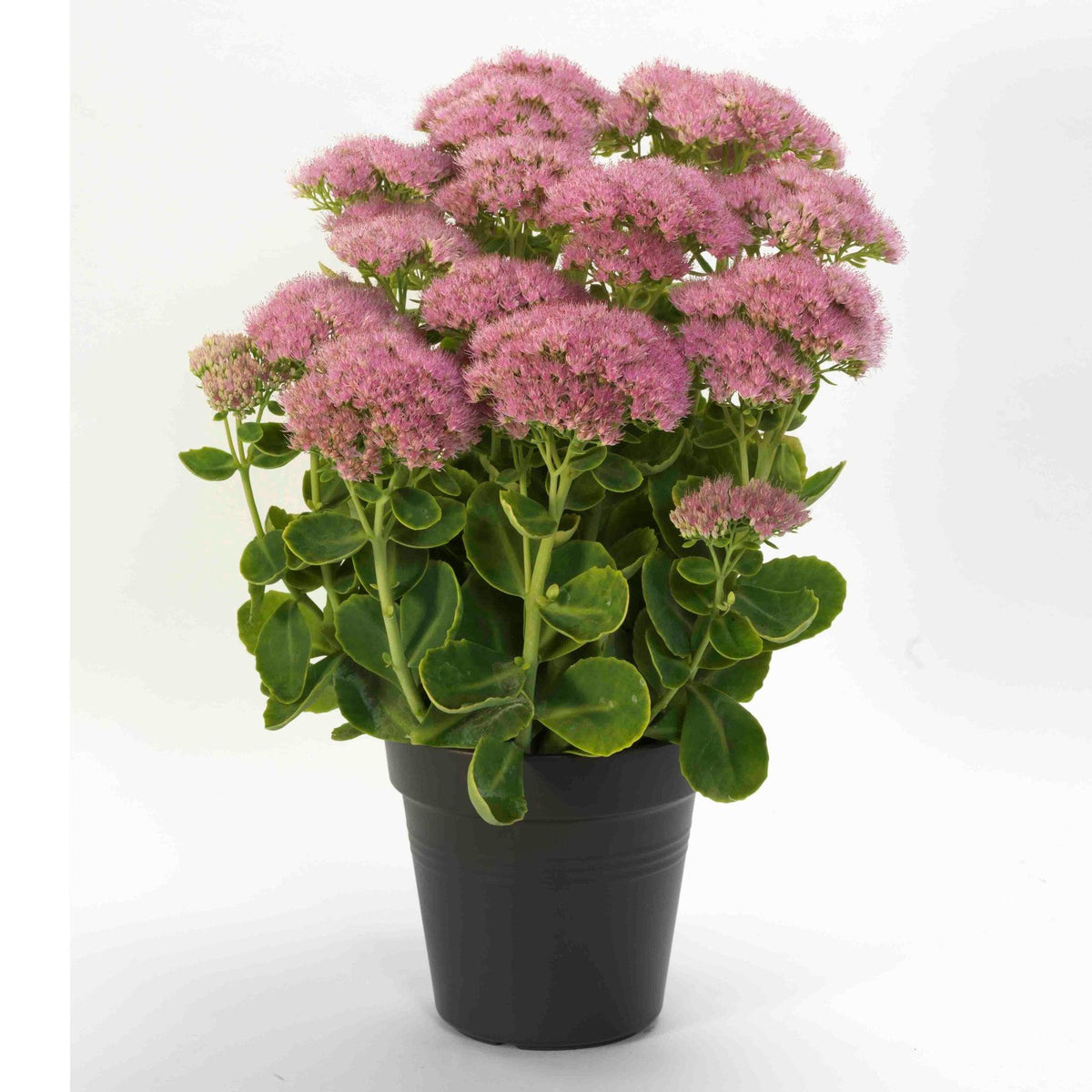 G6694 Sedum Spectabile 'spectacular' - View 15 from www redcrocus com
