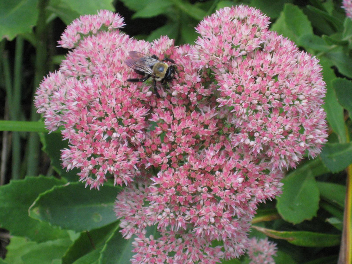G6694 Sedum Spectabile 'spectacular' - View 16 from www redcrocus com