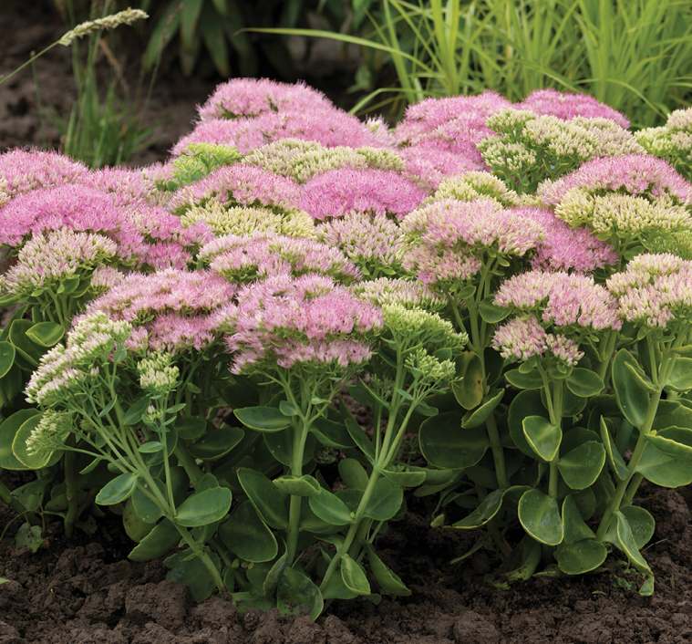 G6694 Sedum Spectabile 'spectacular' - View 18 from www redcrocus com