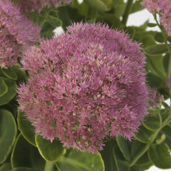 G6694 Sedum Spectabile 'spectacular' - View 1 from www redcrocus com