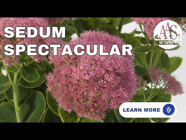 G6694 Sedum Spectabile 'spectacular' - View 20 from www redcrocus com