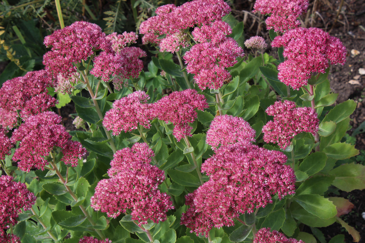 G6694 Sedum Spectabile 'spectacular' - View 3 from www redcrocus com