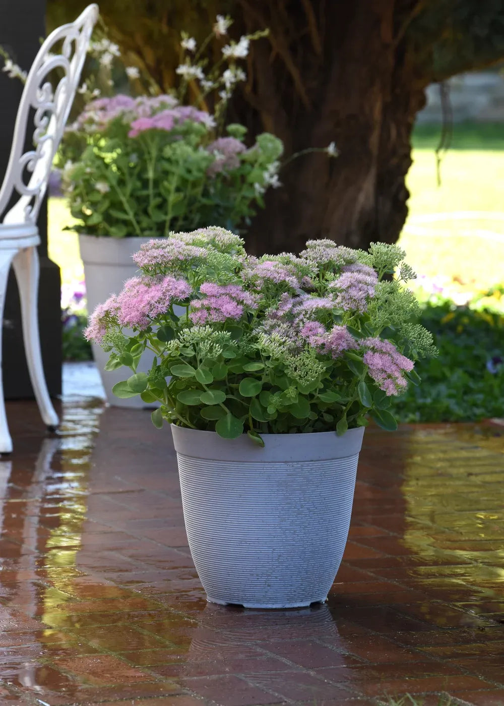 G6694 Sedum Spectabile 'spectacular' - View 4 from www redcrocus com