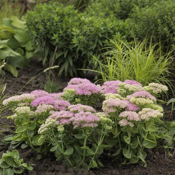 G6694 Sedum Spectabile 'spectacular' - View 6 from www redcrocus com