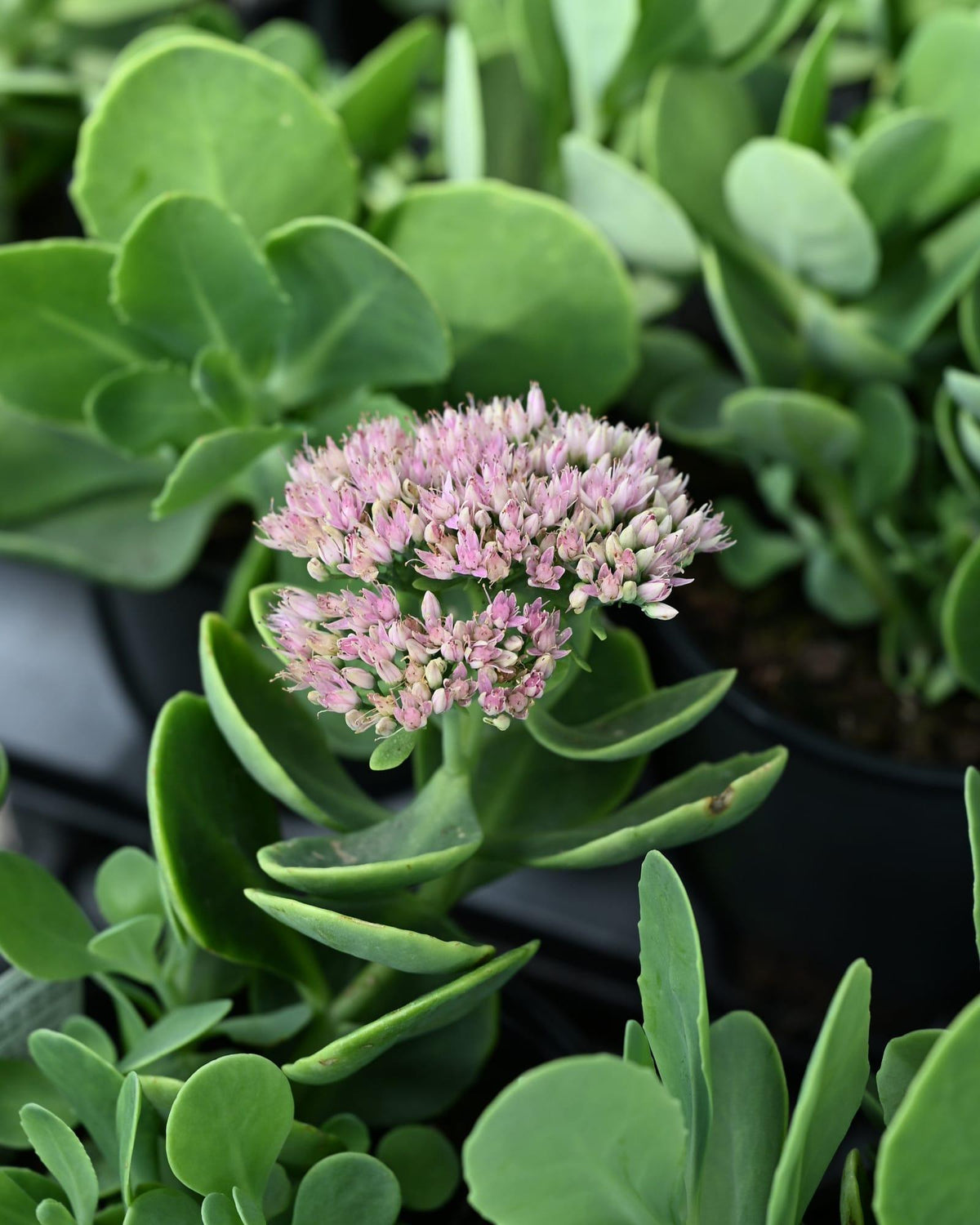 G6694 Sedum Spectabile 'spectacular' - View 8 from www redcrocus com