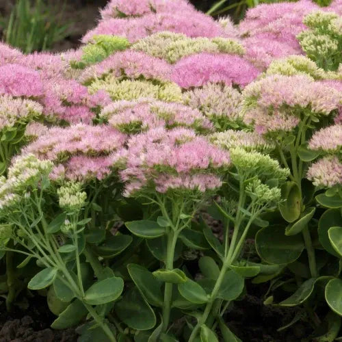 G6694 Sedum Spectabile 'spectacular' - View 9 from www redcrocus com