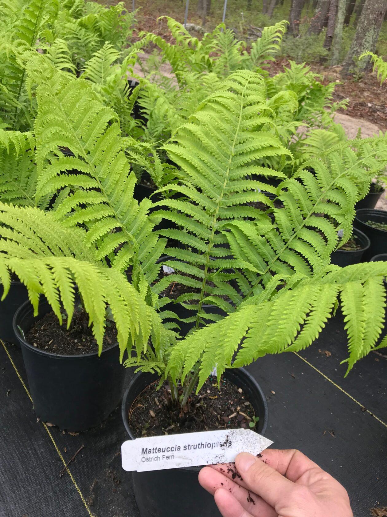 G694 Fern Matteuccia Struthiopteris 10 4b07d86e 5a30 48af 820e 67f0e5e093ea from www redcrocus com