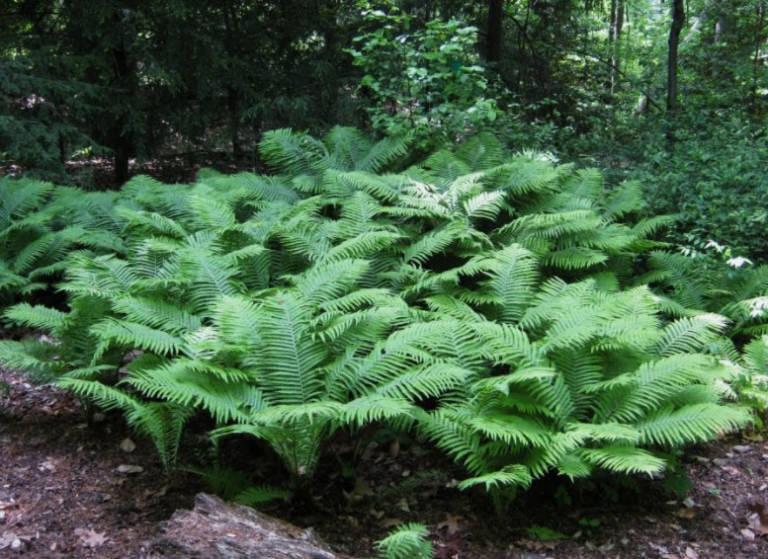 G694 Fern Matteuccia Struthiopteris 15 Ec1ce3d5 7db7 4ea9 A66d E23be7dc443d from www redcrocus com