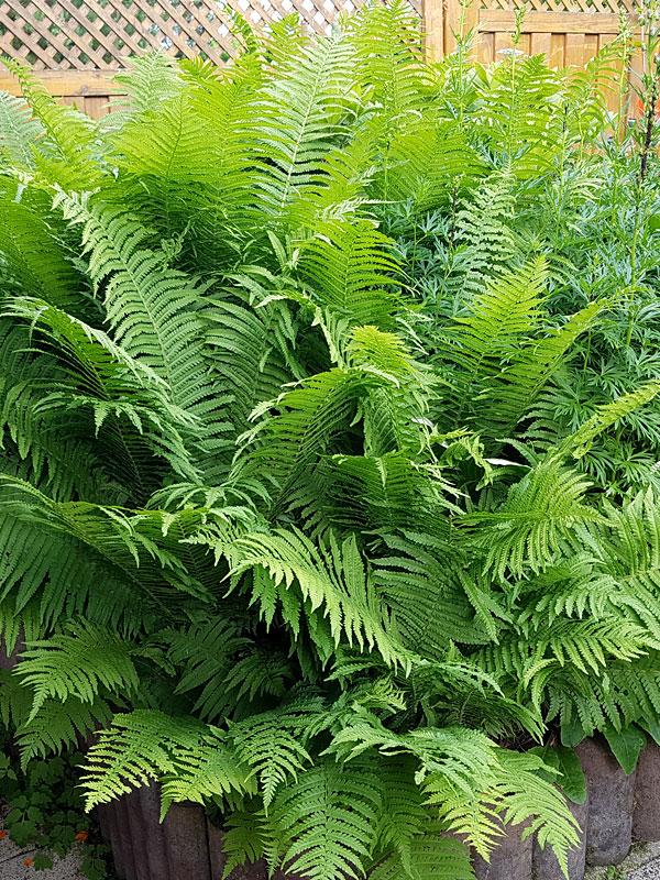 G694 Fern Matteuccia Struthiopteris 19 85ffc888 1f4f 48e3 8525 E45b1fc17036 from www redcrocus com