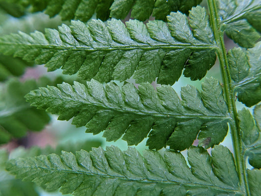 G695 Fern Athyrium Filix Femina - View 10 from www redcrocus com