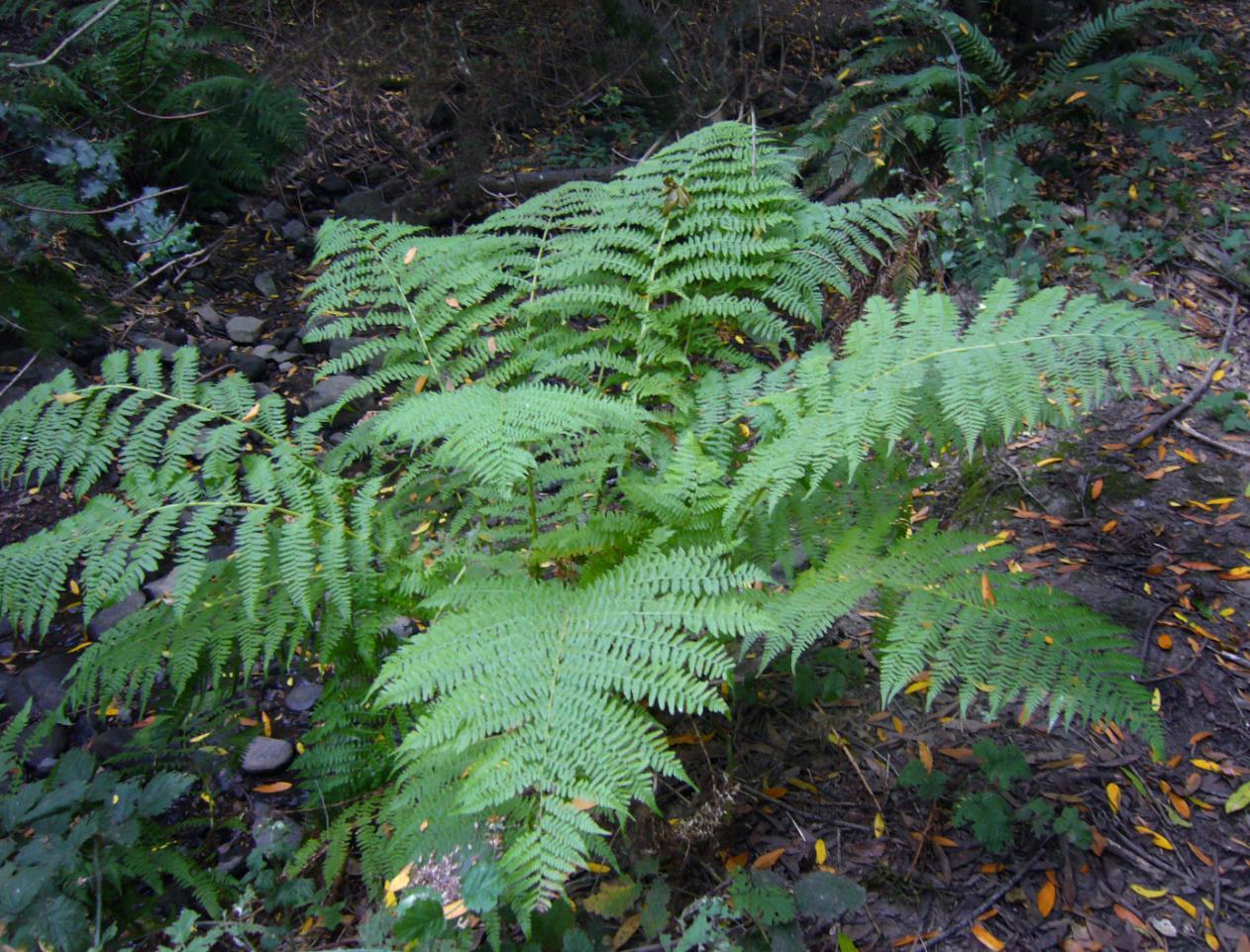 G695 Fern Athyrium Filix Femina 11 83e892cd C2cd 4c45 B15f 7fbb8cedb492 from www redcrocus com
