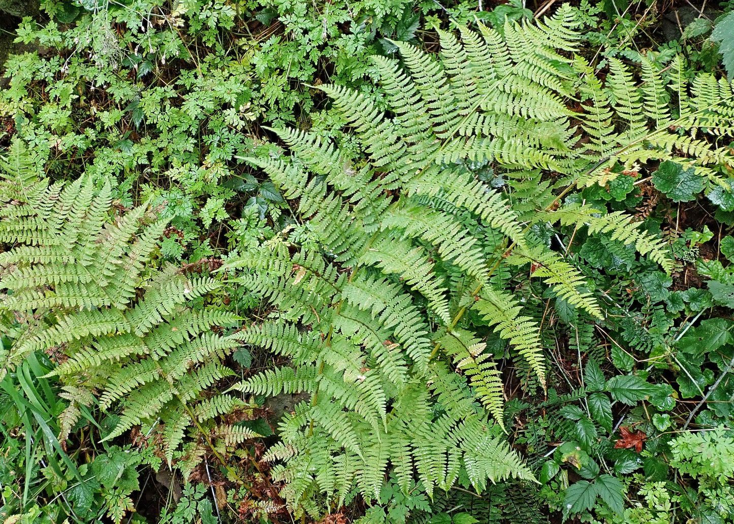 G695 Fern Athyrium Filix Femina 13 8f9f272a 2146 4c05 807e A0ebc9331c1e from www redcrocus com