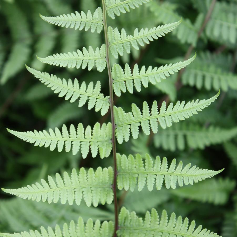 G695 Fern Athyrium Filix Femina 14 D91ec333 1cd1 4181 9744 82983fa838b6 from www redcrocus com