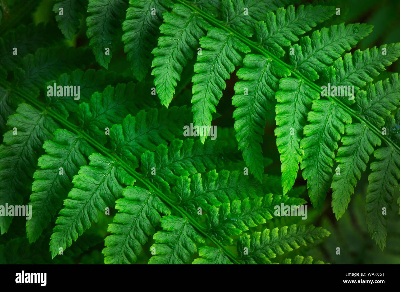 G695 Fern Athyrium Filix Femina 15 086f1dbe 10c2 41b0 91c9 1d67654ae3f7 from www redcrocus com