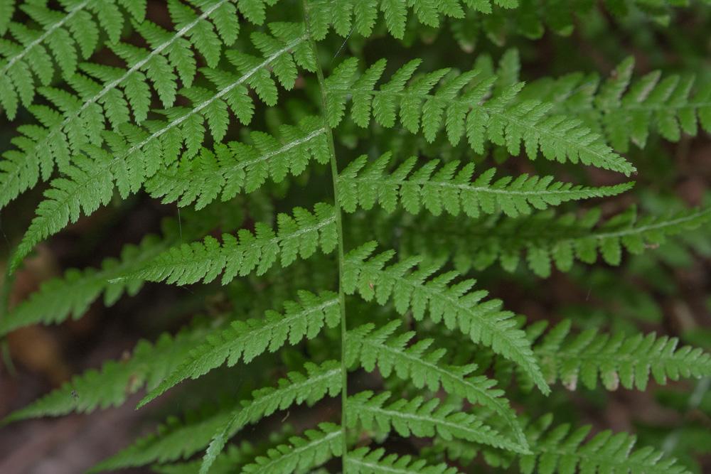 G695 Fern Athyrium Filix Femina 17 854cc69b Ddda 4965 Bc88 23d5f35fbce6 from www redcrocus com