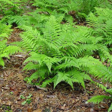 G695 Fern Athyrium Filix Femina 18 D5db8487 6595 4090 8437 Bb15028d4319 from www redcrocus com