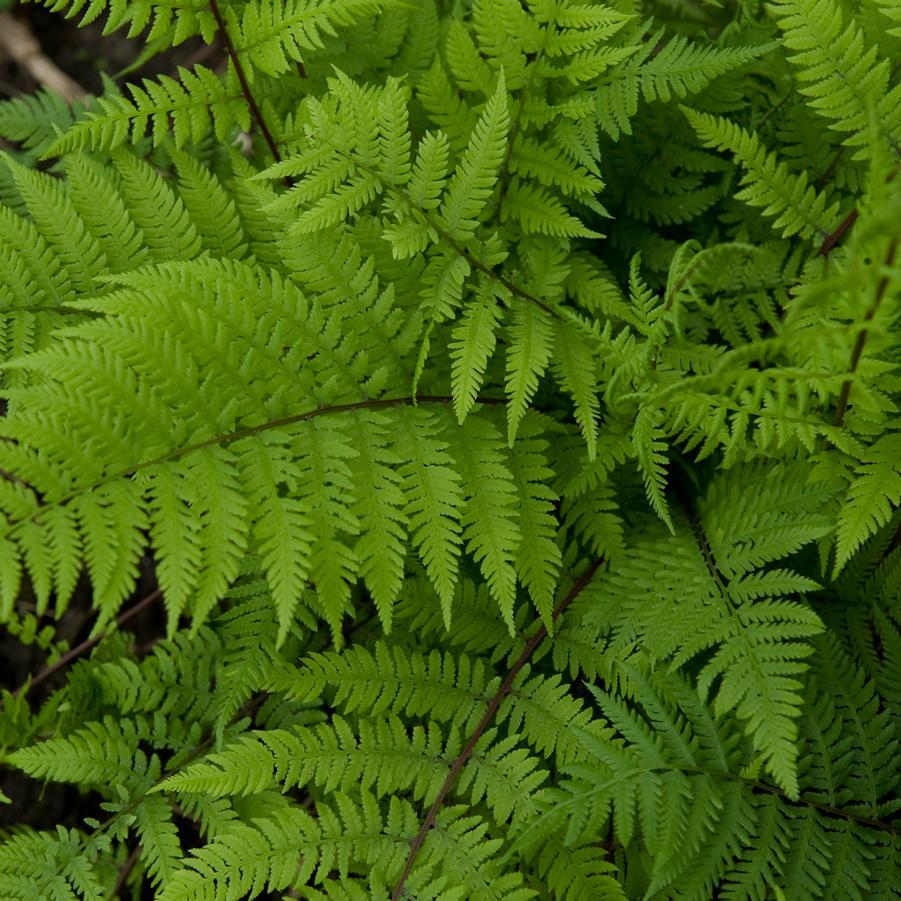 G695 Fern Athyrium Filix Femina 19 6e243771 E7fa 4e6c B98f E625e4eed2da from www redcrocus com