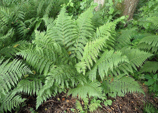 G695 Fern Athyrium Filix Femina - View 1 from www redcrocus com