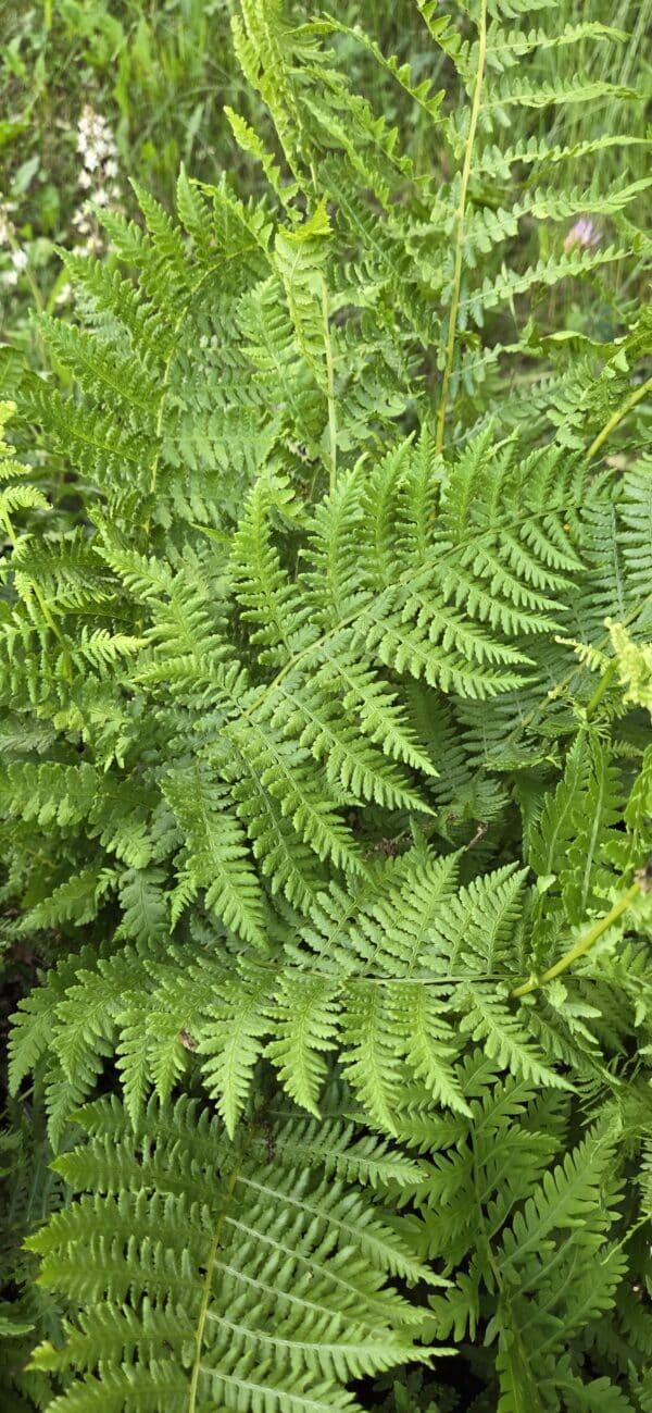 G695 Fern Athyrium Filix Femina 20 65a82840 52d1 4780 A716 C7a080a506c6 from www redcrocus com