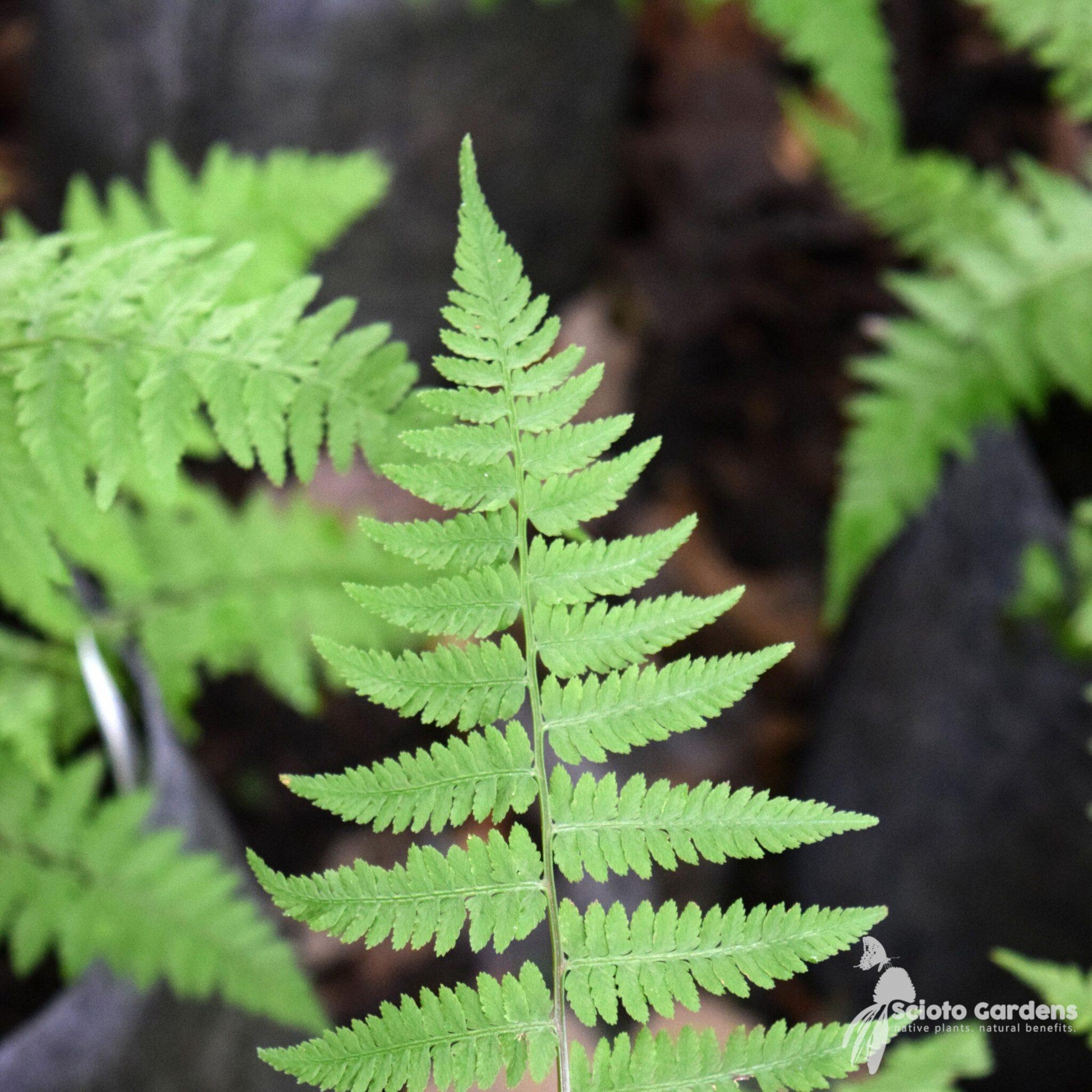 G695 Fern Athyrium Filix Femina 2 300da884 909c 4d0f A7a2 56cd9eca9e68 from www redcrocus com