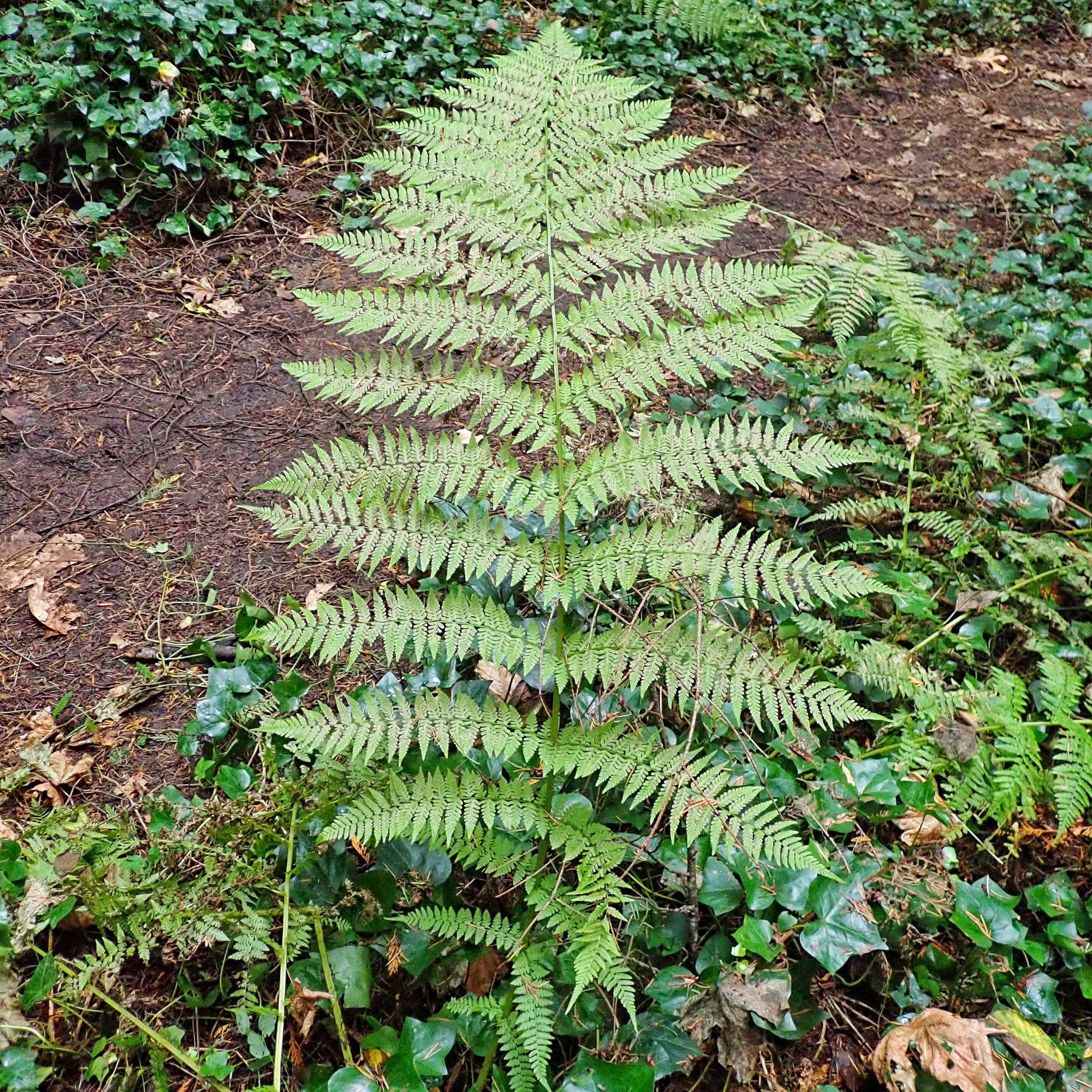 G695 Fern Athyrium Filix Femina 3 95eaa931 E261 48e8 Bd12 0897b13bc950 from www redcrocus com