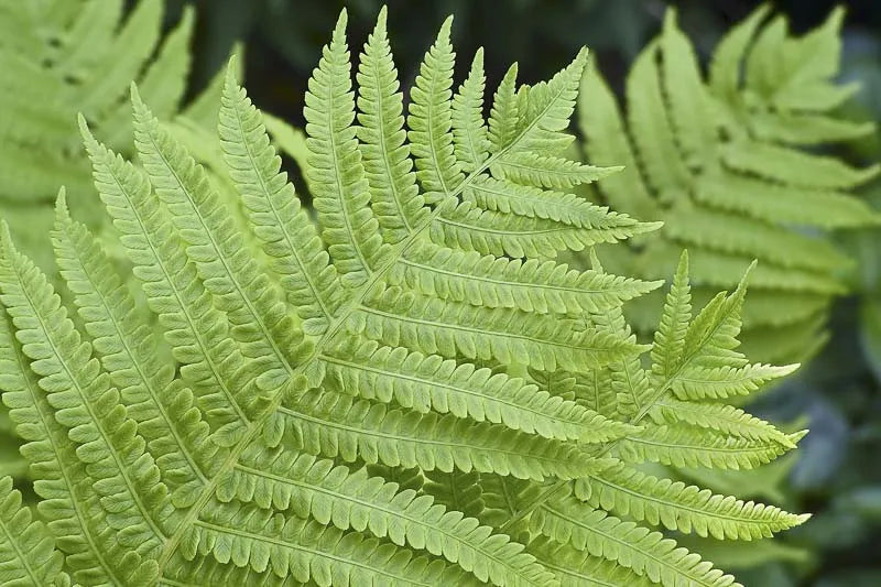 G695 Fern Athyrium Filix Femina 4 3238a40e 9068 4c17 Bf49 552cbe54450e from www redcrocus com