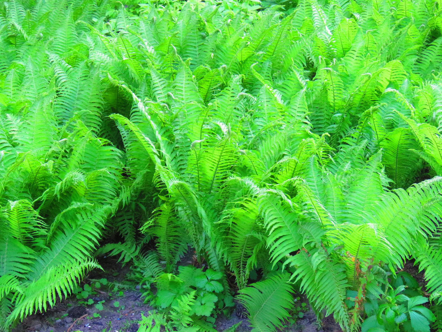 G695 Fern Athyrium Filix Femina 5 E52941c9 A43f 448d B0e3 352a72148668 from www redcrocus com