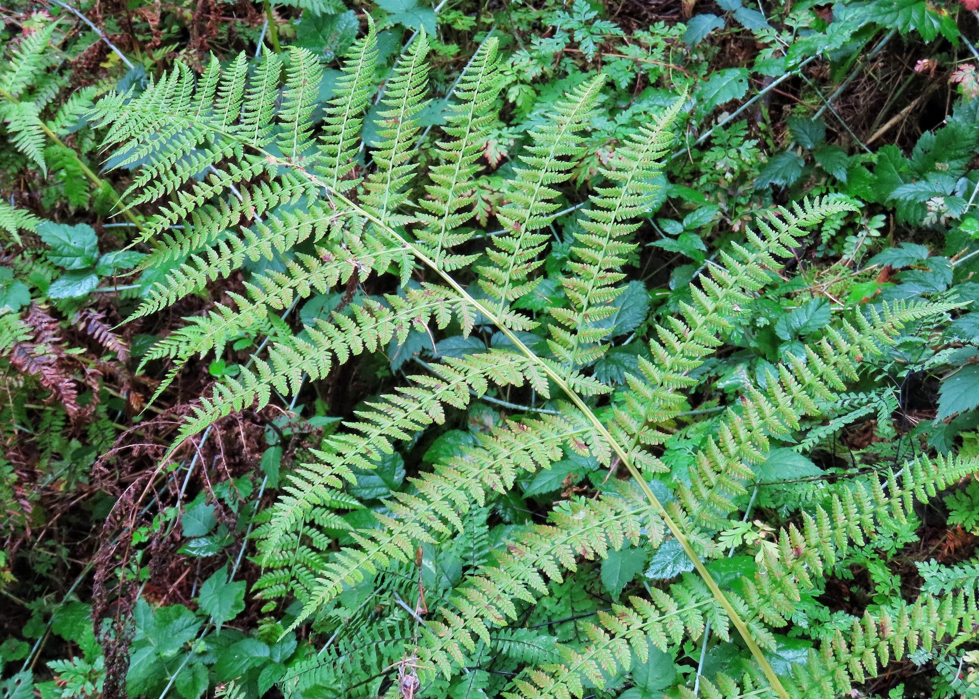 G695 Fern Athyrium Filix Femina 8 D2c79d03 C5b8 4743 8c56 6fb6430b7bb6 from www redcrocus com