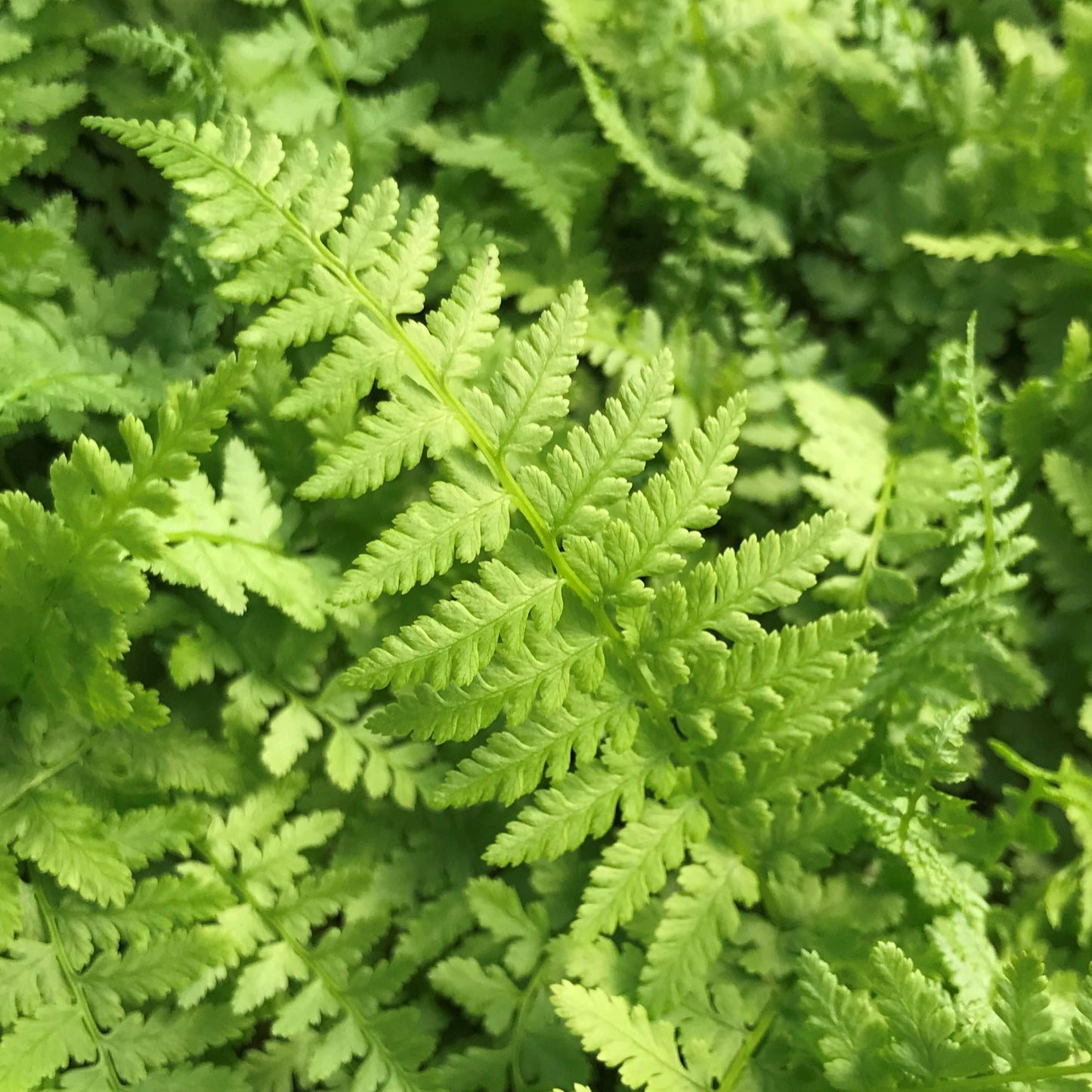 G695 Fern Athyrium Filix Femina 9 2930f508 D074 46e3 Adbf 70e759475ece from www redcrocus com