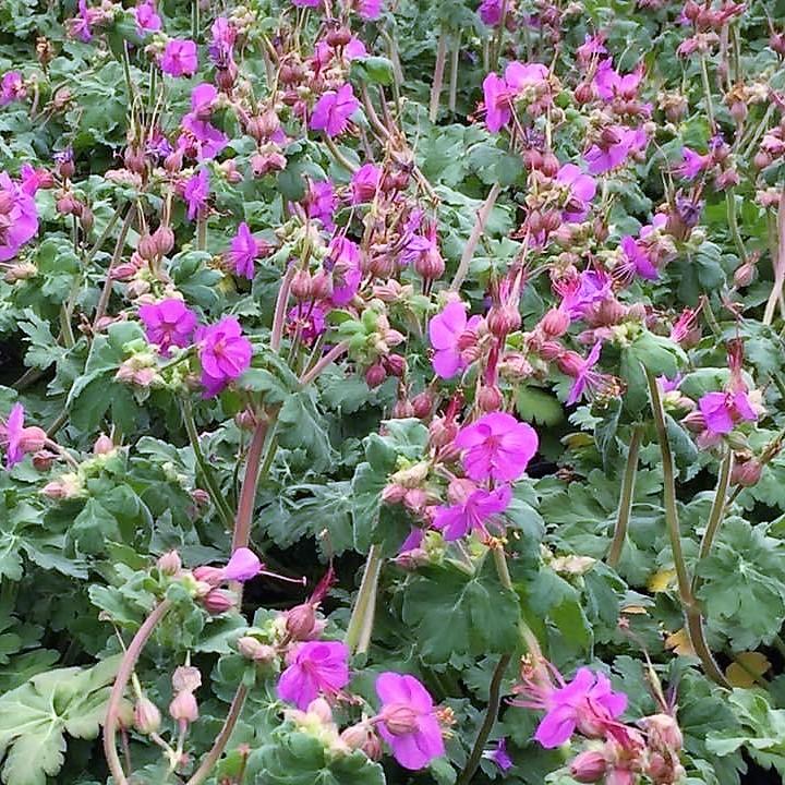G705 Geranium Macrorrhizum 'bevan's Variety' - View 17 from www redcrocus com
