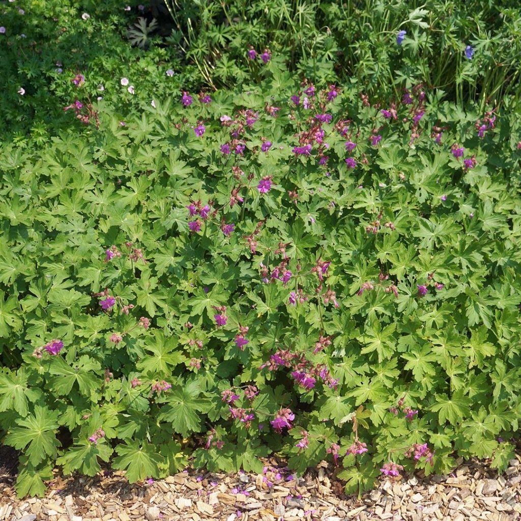 G705 Geranium Macrorrhizum 'bevan's Variety' - View 25 from www redcrocus com
