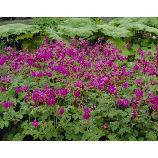G705 Geranium Macrorrhizum 'bevan's Variety' - View 30 from www redcrocus com