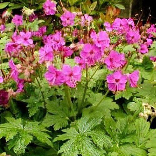 G705 Geranium Macrorrhizum 'bevan's Variety' - View 31 from www redcrocus com