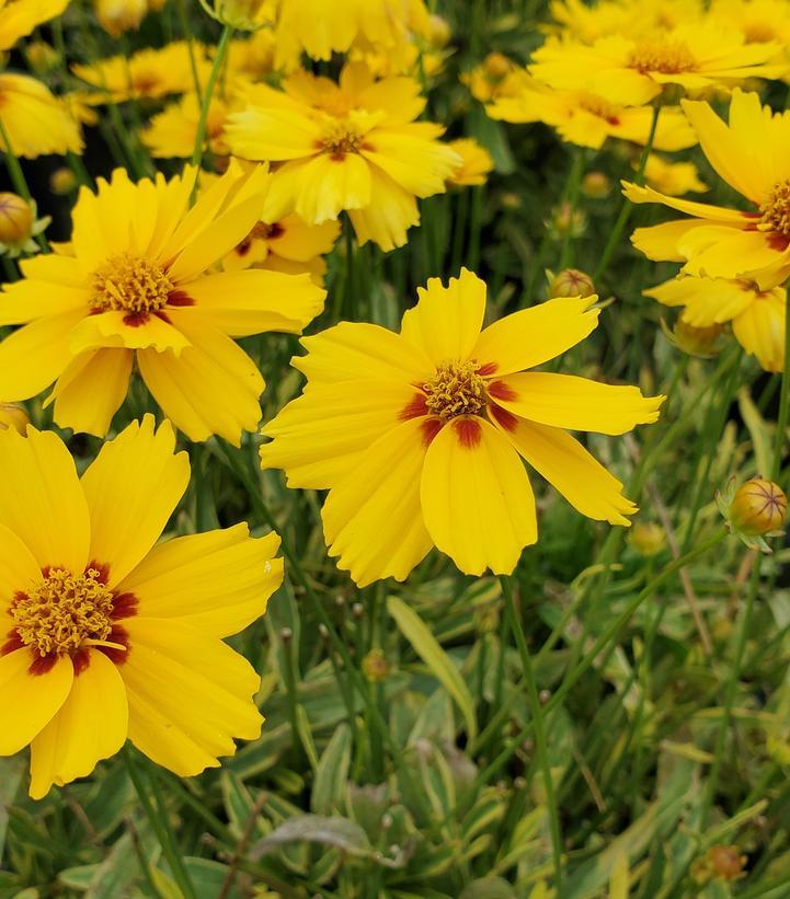 G716 Coreopsis Grandiflora Tequila Sunrise 12 A41a85f6 895c 4c30 8832 5be7dd5e7006 from www redcrocus com