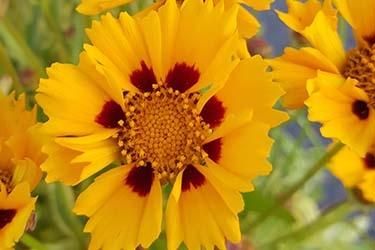 G716 Coreopsis Grandiflora Tequila Sunrise 16 392631d3 5b6c 44bf Bd43 101965a6b7a4 from www redcrocus com