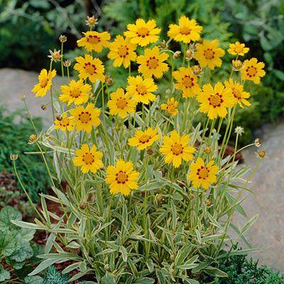 G716 Coreopsis Grandiflora Tequila Sunrise 8 E03cf225 50e7 4ad9 8526 Ebab83042d85 from www redcrocus com